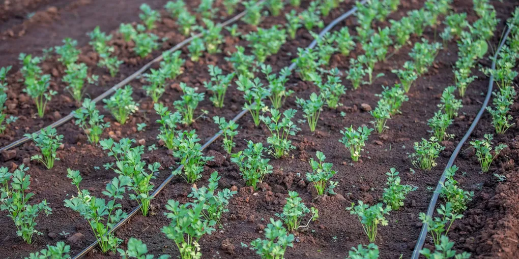 How to Add Drip Irrigation to a Raised Garden Bed