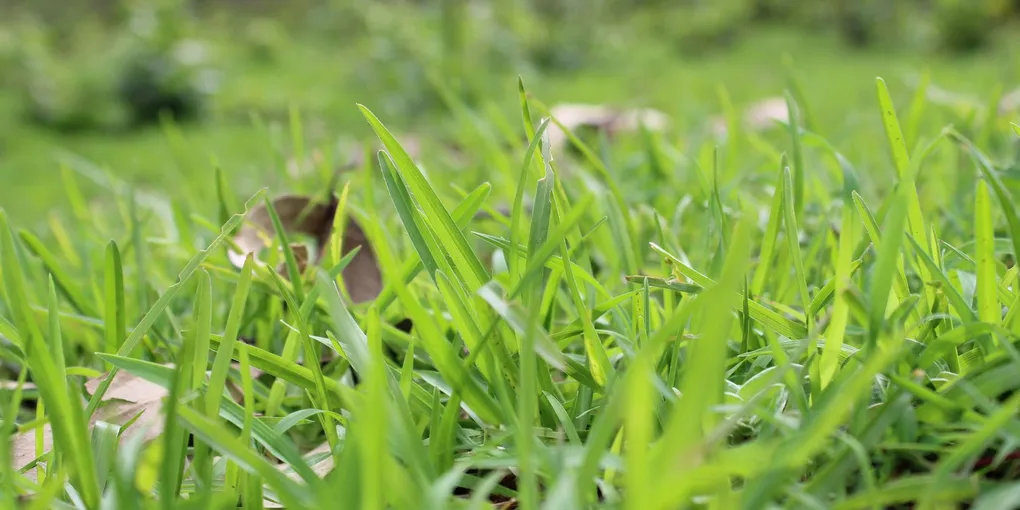 How to Fertilize Your Lawn (Spring, Summer, Fall Schedule)