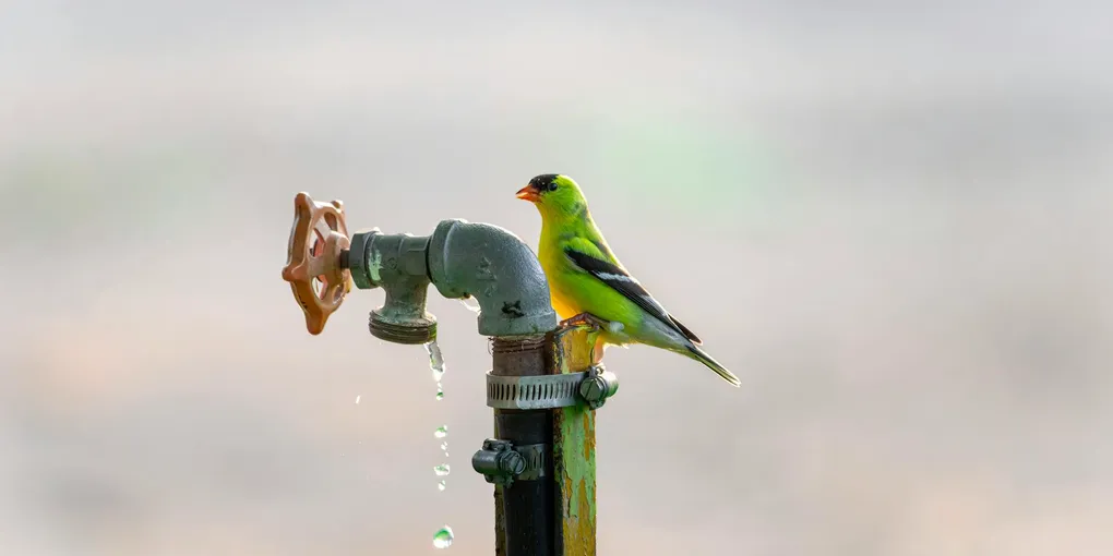 How to Fix a Dripping Faucet: The Quick Guide for Any Faucet Type