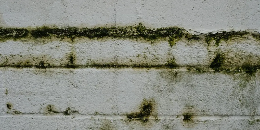 How to Fix a Leaking Basement Crack: Step-by-Step Guide