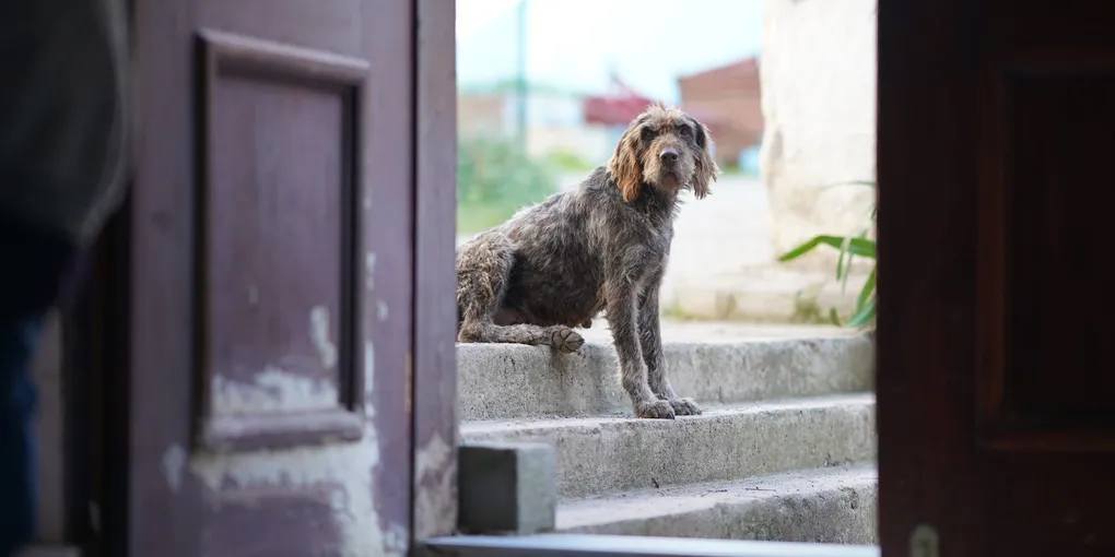 How to Fix a Loose Door Threshold: Step-by-Step Guide