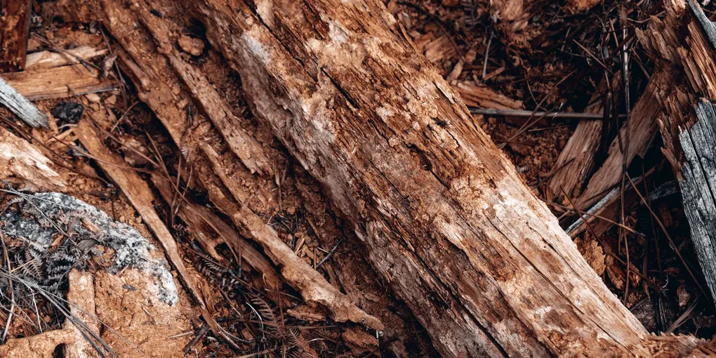 How to Fix a Rotted Deck Joist