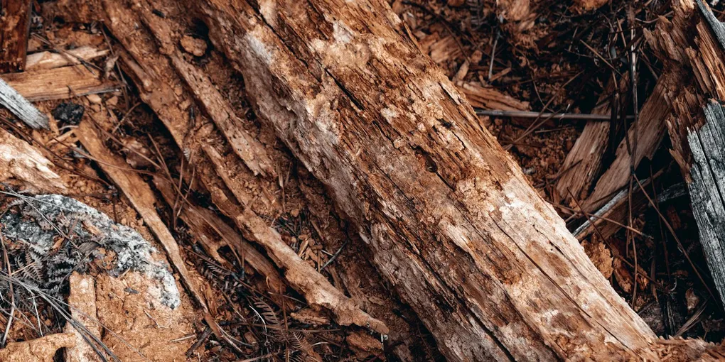How to Fix a Rotted Deck Ledger Board: Step-by-Step Guide