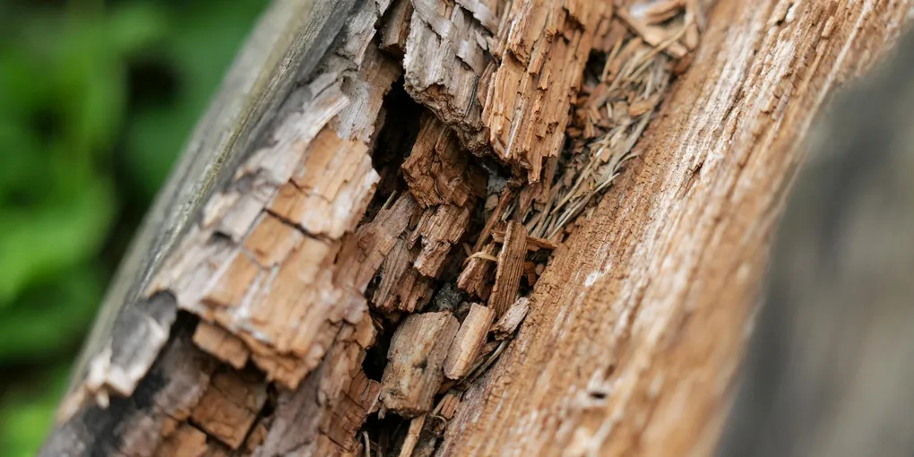 How to Fix Exterior Wood Rot on Trim: Step-by-Step Guide
