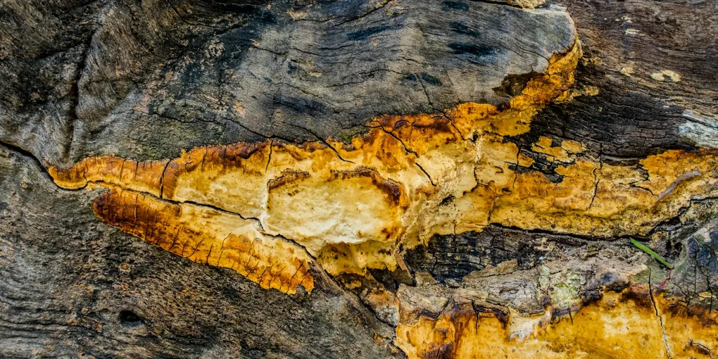 How to Fix Wood Rot: Epoxy Filler Repair and When to Replace the Board (2026)