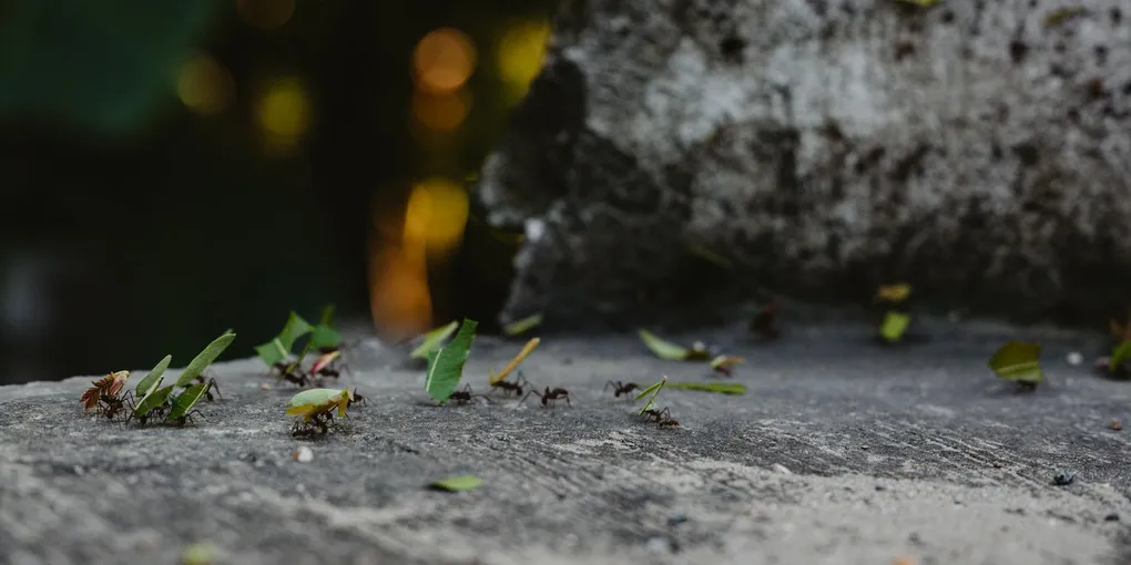 How to Get Rid of Ants: Carpenter Ants, Pavement Ants, and Odorous House Ants (2026)
