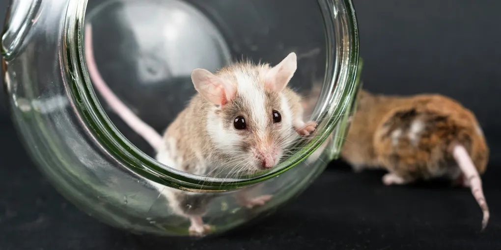 How to Get Rid of Mice: Trapping, Sealing, and Preventing Re-Entry (2026)