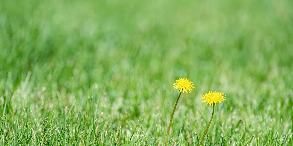 How to Kill Weeds in Your Lawn Without Killing the Grass