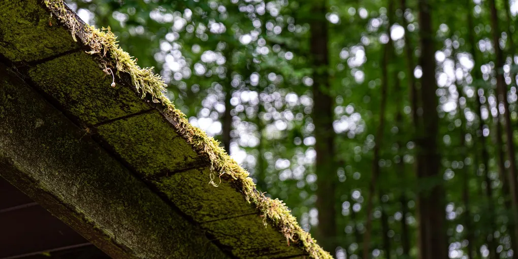 How to Remove Moss from a Roof: Step-by-Step Guide