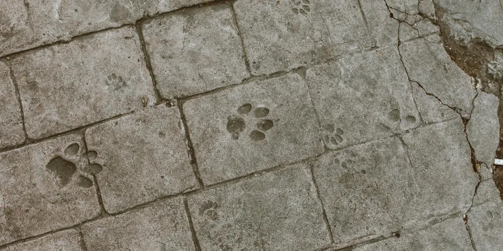 How to Repair Concrete Cracks: Sidewalk, Patio, and Slab Crack Filling (2026)