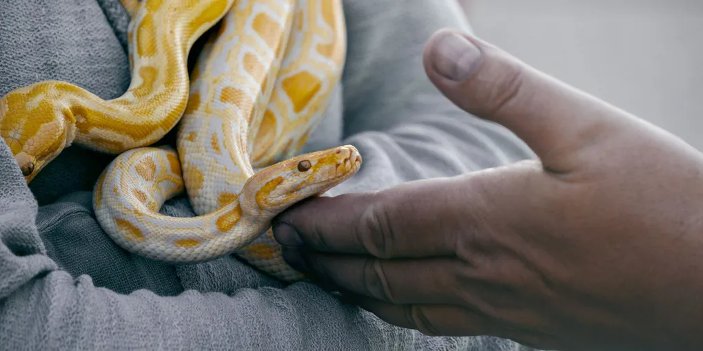 How to Snake a Drain: Using a Hand Drum Auger on Sink, Tub, and Toilet Drains